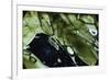 Water Bear - Tardigrade (Tardigrada Macrobiotus) On Moss, UK-Kim Taylor-Framed Photographic Print