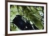 Water Bear - Tardigrade (Tardigrada Macrobiotus) On Moss, UK-Kim Taylor-Framed Photographic Print