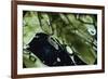 Water Bear - Tardigrade (Tardigrada Macrobiotus) On Moss, UK-Kim Taylor-Framed Photographic Print