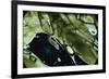 Water Bear - Tardigrade (Tardigrada Macrobiotus) On Moss, UK-Kim Taylor-Framed Photographic Print