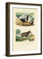 Water Beetles, 1833-39-null-Framed Giclee Print