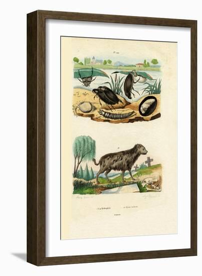 Water Beetles, 1833-39-null-Framed Giclee Print