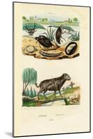 Water Beetles, 1833-39-null-Mounted Giclee Print