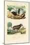 Water Beetles, 1833-39-null-Mounted Giclee Print