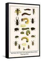 Water Beetles, Mole Crickets, Larvae, Stag Beetles, Rhinoceras Beetles, Wedge Shaped Beetle,-Albertus Seba-Framed Stretched Canvas