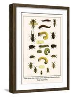 Water Beetles, Mole Crickets, Larvae, Stag Beetles, Rhinoceras Beetles, Wedge Shaped Beetle,-Albertus Seba-Framed Art Print