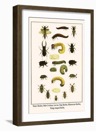 Water Beetles, Mole Crickets, Larvae, Stag Beetles, Rhinoceras Beetles, Wedge Shaped Beetle,-Albertus Seba-Framed Art Print