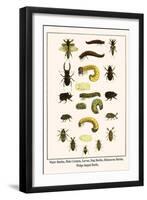 Water Beetles, Mole Crickets, Larvae, Stag Beetles, Rhinoceras Beetles, Wedge Shaped Beetle,-Albertus Seba-Framed Art Print