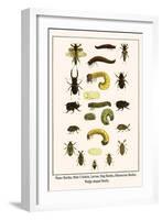 Water Beetles, Mole Crickets, Larvae, Stag Beetles, Rhinoceras Beetles, Wedge Shaped Beetle,-Albertus Seba-Framed Art Print