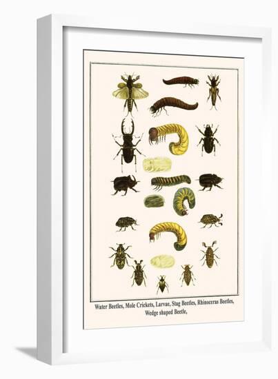 Water Beetles, Mole Crickets, Larvae, Stag Beetles, Rhinoceras Beetles, Wedge Shaped Beetle,-Albertus Seba-Framed Art Print