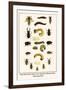 Water Beetles, Mole Crickets, Larvae, Stag Beetles, Rhinoceras Beetles, Wedge Shaped Beetle,-Albertus Seba-Framed Art Print