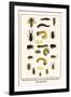 Water Beetles, Mole Crickets, Larvae, Stag Beetles, Rhinoceras Beetles, Wedge Shaped Beetle,-Albertus Seba-Framed Art Print