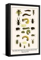 Water Beetles, Mole Crickets, Larvae, Stag Beetles, Rhinoceras Beetles, Wedge Shaped Beetle,-Albertus Seba-Framed Stretched Canvas