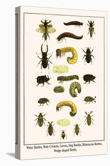 Water Beetles, Mole Crickets, Larvae, Stag Beetles, Rhinoceras Beetles, Wedge Shaped Beetle,-Albertus Seba-Stretched Canvas