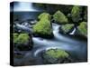 Water Below Wahclella Falls, Columbia River Gorge National Scenic Area, Oregon, USA-Adam Jones-Stretched Canvas