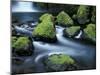 Water Below Wahclella Falls, Columbia River Gorge National Scenic Area, Oregon, USA-Adam Jones-Mounted Premium Photographic Print