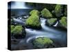 Water Below Wahclella Falls, Columbia River Gorge National Scenic Area, Oregon, USA-Adam Jones-Stretched Canvas