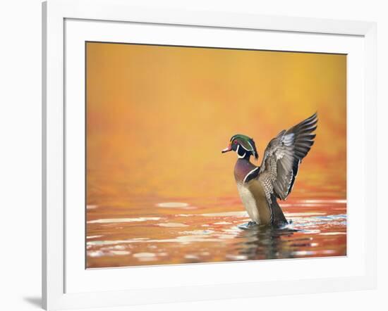 Water Bird Glimpse III-PHBurchett-Framed Art Print