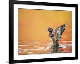 Water Bird Glimpse III-PHBurchett-Framed Art Print