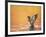 Water Bird Glimpse III-PHBurchett-Framed Art Print