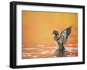 Water Bird Glimpse III-PHBurchett-Framed Art Print