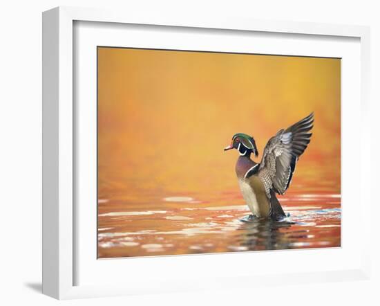 Water Bird Glimpse III-PHBurchett-Framed Art Print