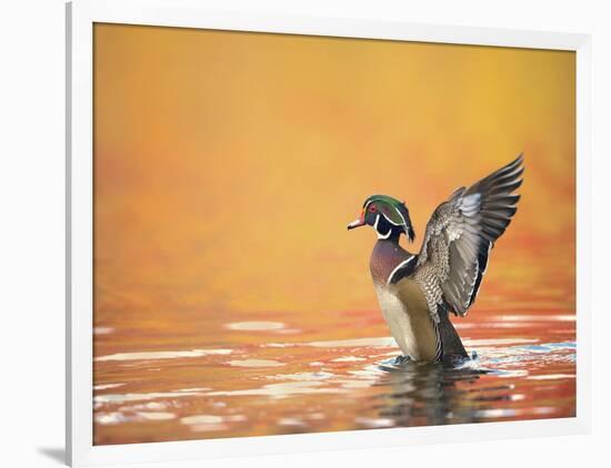 Water Bird Glimpse III-PHBurchett-Framed Art Print