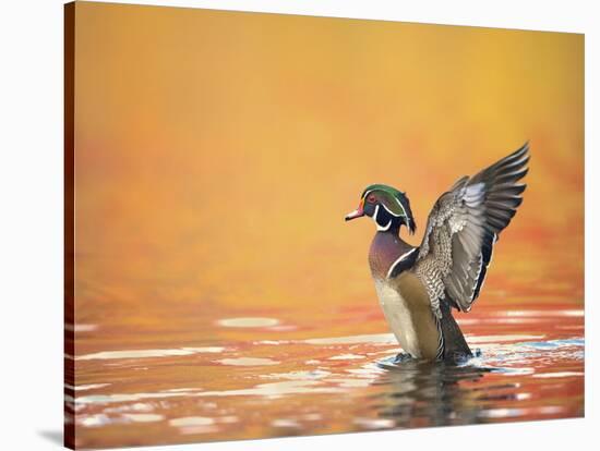 Water Bird Glimpse III-PHBurchett-Stretched Canvas