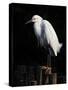 Water Bird Glimpse IV-PHBurchett-Stretched Canvas