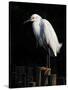 Water Bird Glimpse IV-PHBurchett-Stretched Canvas