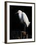 Water Bird Glimpse IV-PHBurchett-Framed Art Print