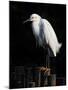 Water Bird Glimpse IV-PHBurchett-Mounted Art Print