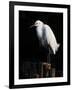 Water Bird Glimpse IV-PHBurchett-Framed Art Print