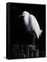 Water Bird Glimpse IV-PHBurchett-Framed Stretched Canvas