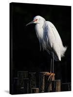 Water Bird Glimpse IV-PHBurchett-Stretched Canvas