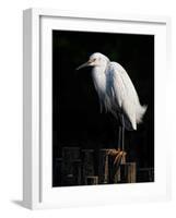 Water Bird Glimpse IV-PHBurchett-Framed Art Print