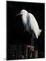 Water Bird Glimpse IV-PHBurchett-Mounted Art Print