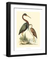 Water Birds III-Meyer H.l.-Framed Art Print