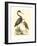 Water Birds III-Meyer H.l.-Framed Art Print