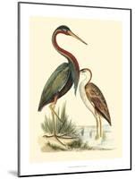 Water Birds III-Meyer H.l.-Mounted Art Print