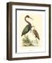 Water Birds III-Meyer H.l.-Framed Art Print