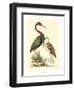 Water Birds III-Meyer H.l.-Framed Art Print