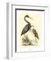 Water Birds III-Meyer H.l.-Framed Art Print