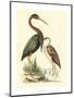 Water Birds III-Meyer H.l.-Mounted Art Print