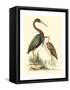 Water Birds III-Meyer H.l.-Framed Stretched Canvas