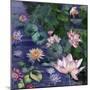 Water Blossoms-Bill Jackson-Mounted Giclee Print