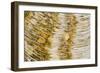 Water bubbles in ditch, England-Nicholas & Sherry Lu Aldridge-Framed Photographic Print