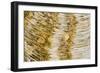 Water bubbles in ditch, England-Nicholas & Sherry Lu Aldridge-Framed Photographic Print