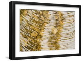 Water bubbles in ditch, England-Nicholas & Sherry Lu Aldridge-Framed Photographic Print