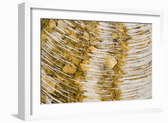 Water bubbles in ditch, England-Nicholas & Sherry Lu Aldridge-Framed Photographic Print